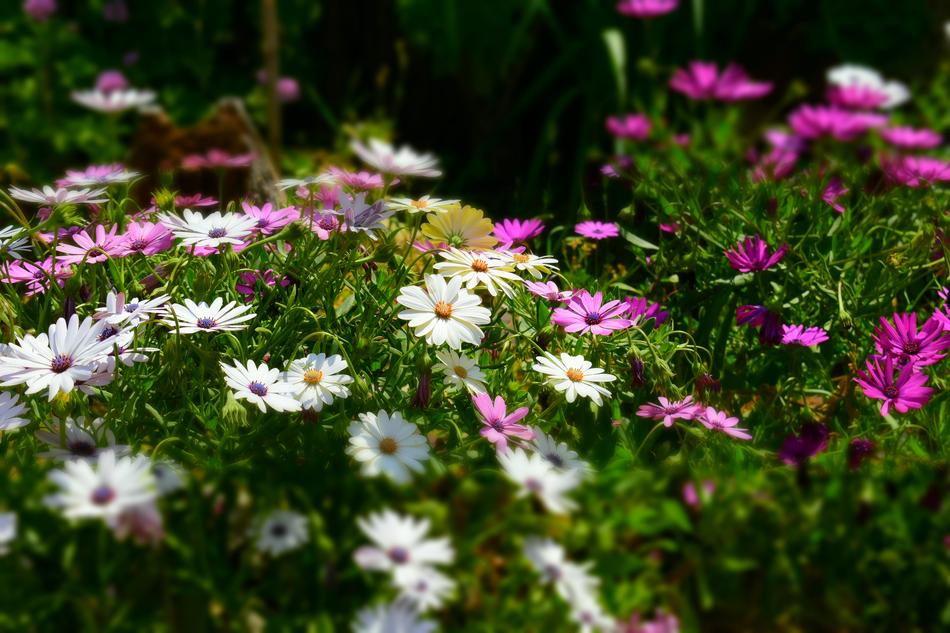 pretty flowers on the grass
