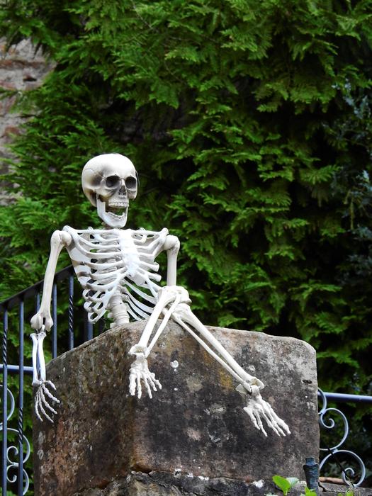 Skeleton Frame Bone