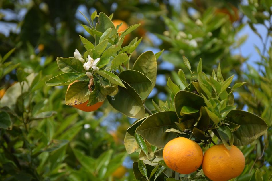 Orange Trees Oranges
