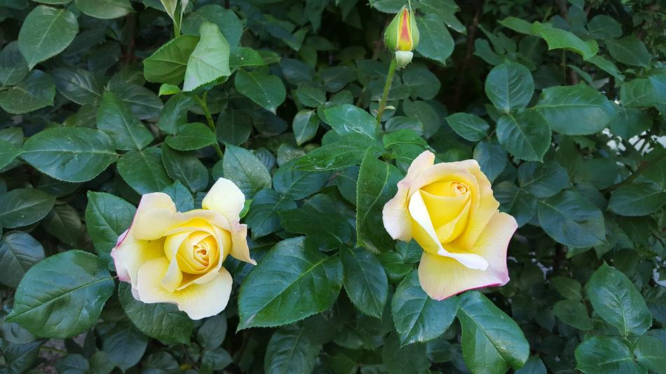 Roses Yellow