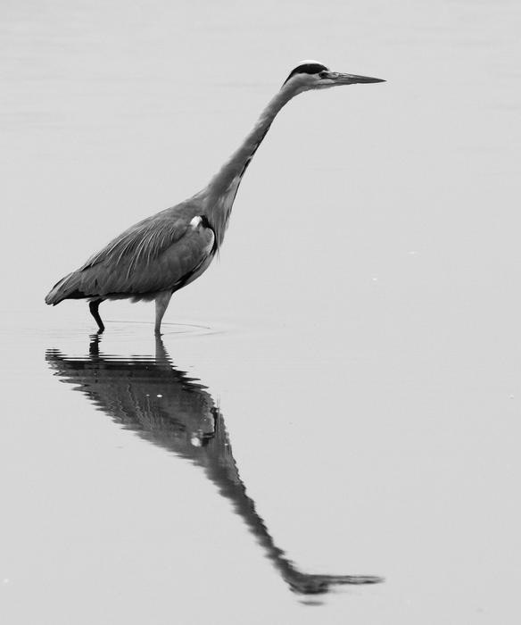 Lake Heron Mirroring Water