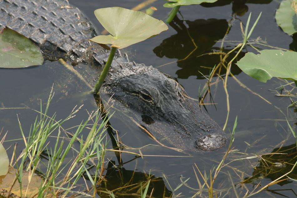 Alligator Florida Everglades