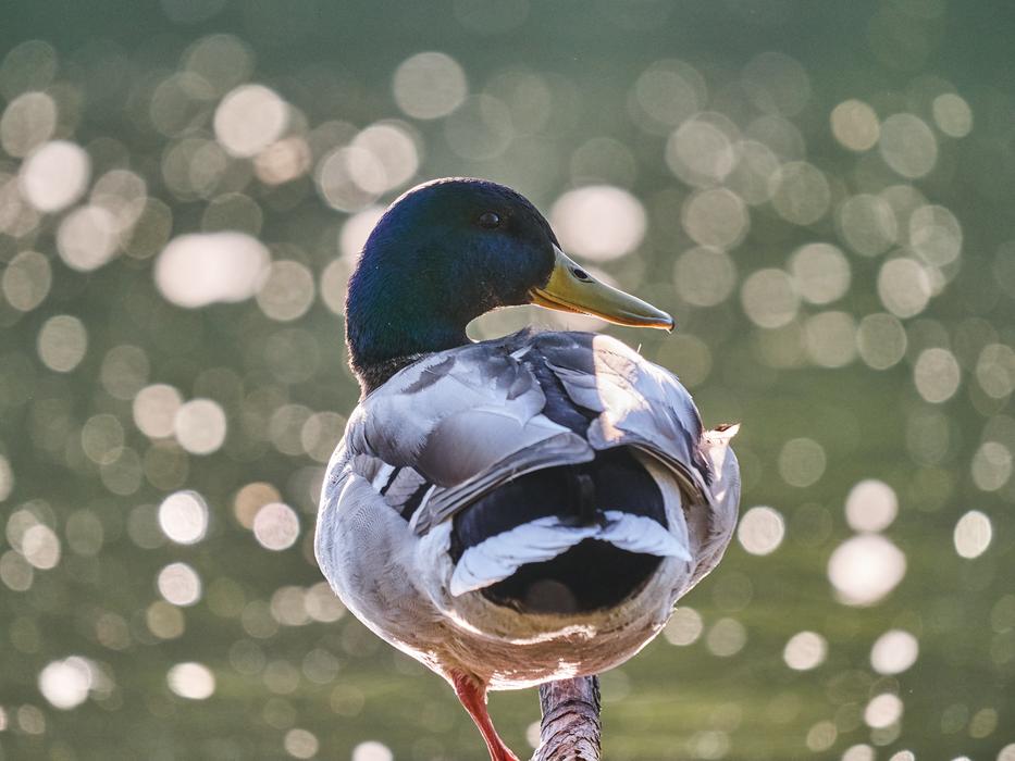 a cute duck walking by the water