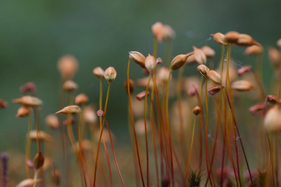 Moss Spores Mossy