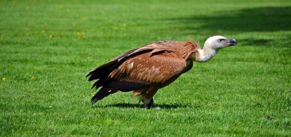 Vulture Bird Scavengers