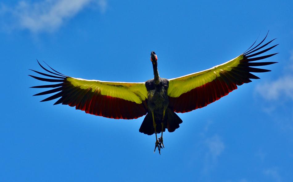Condor Bird Sky