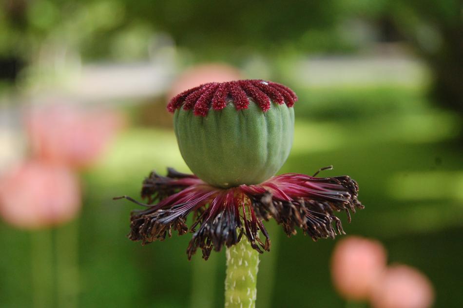 Poppy Withered Flowers