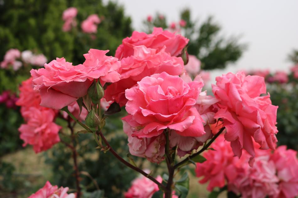 Rose Pink