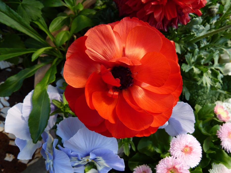 Garden Flowers Anemone