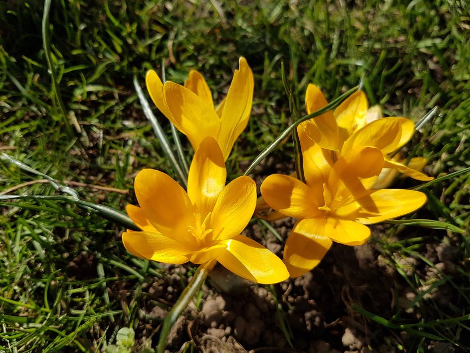 Flowers Spring