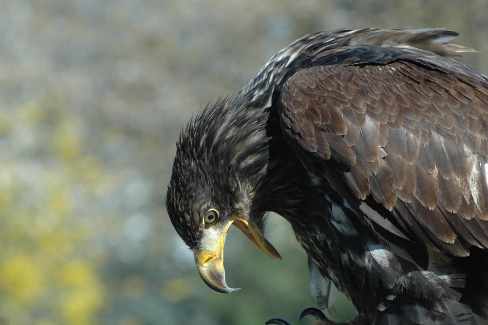 Eagle 10 Raptor