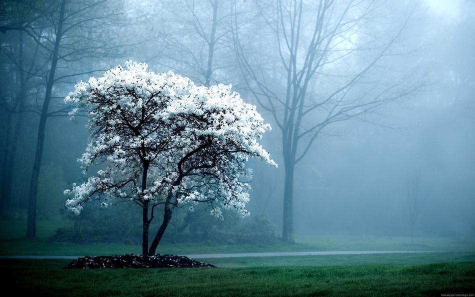 Winter Tree