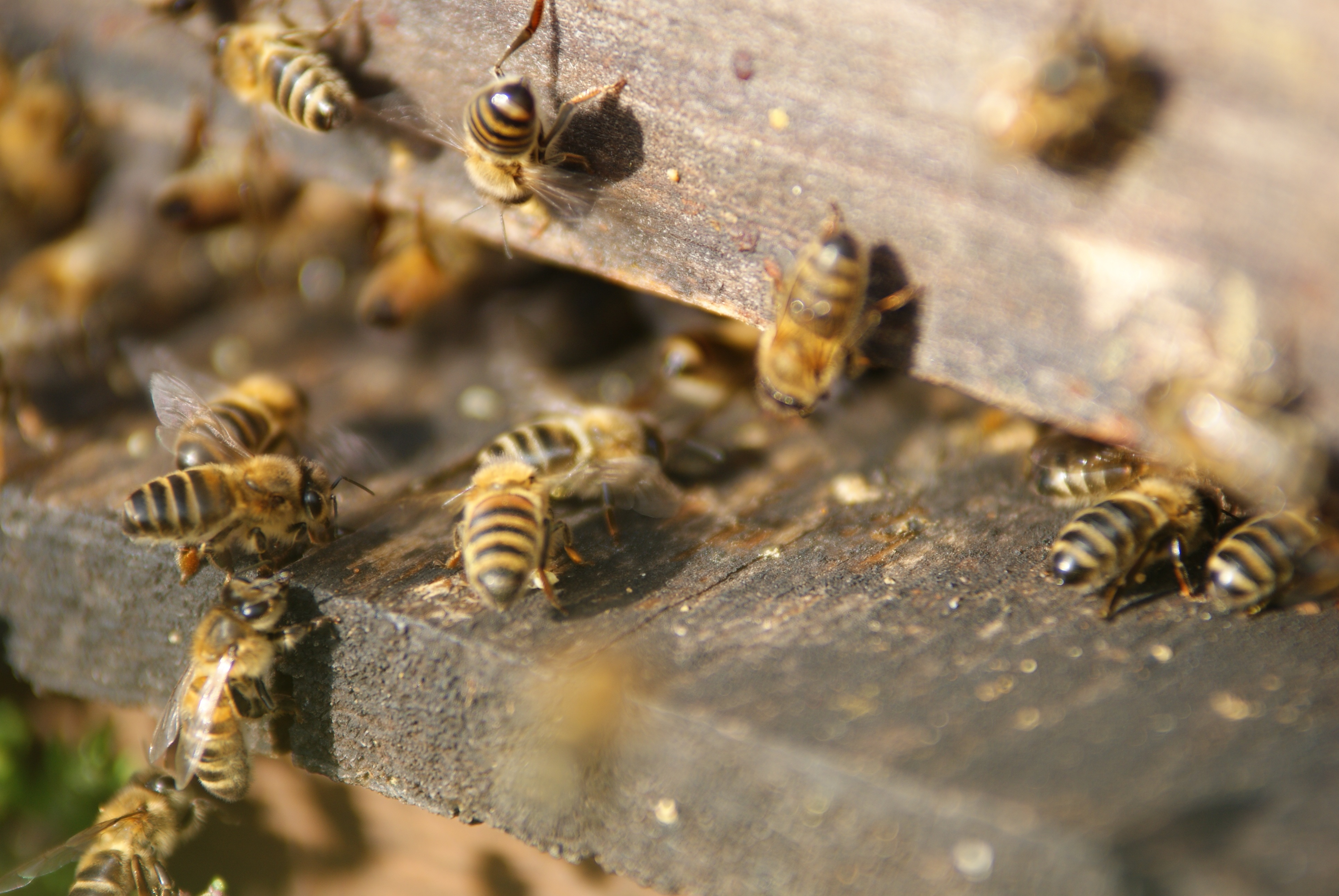 Little bees in a hive free image download