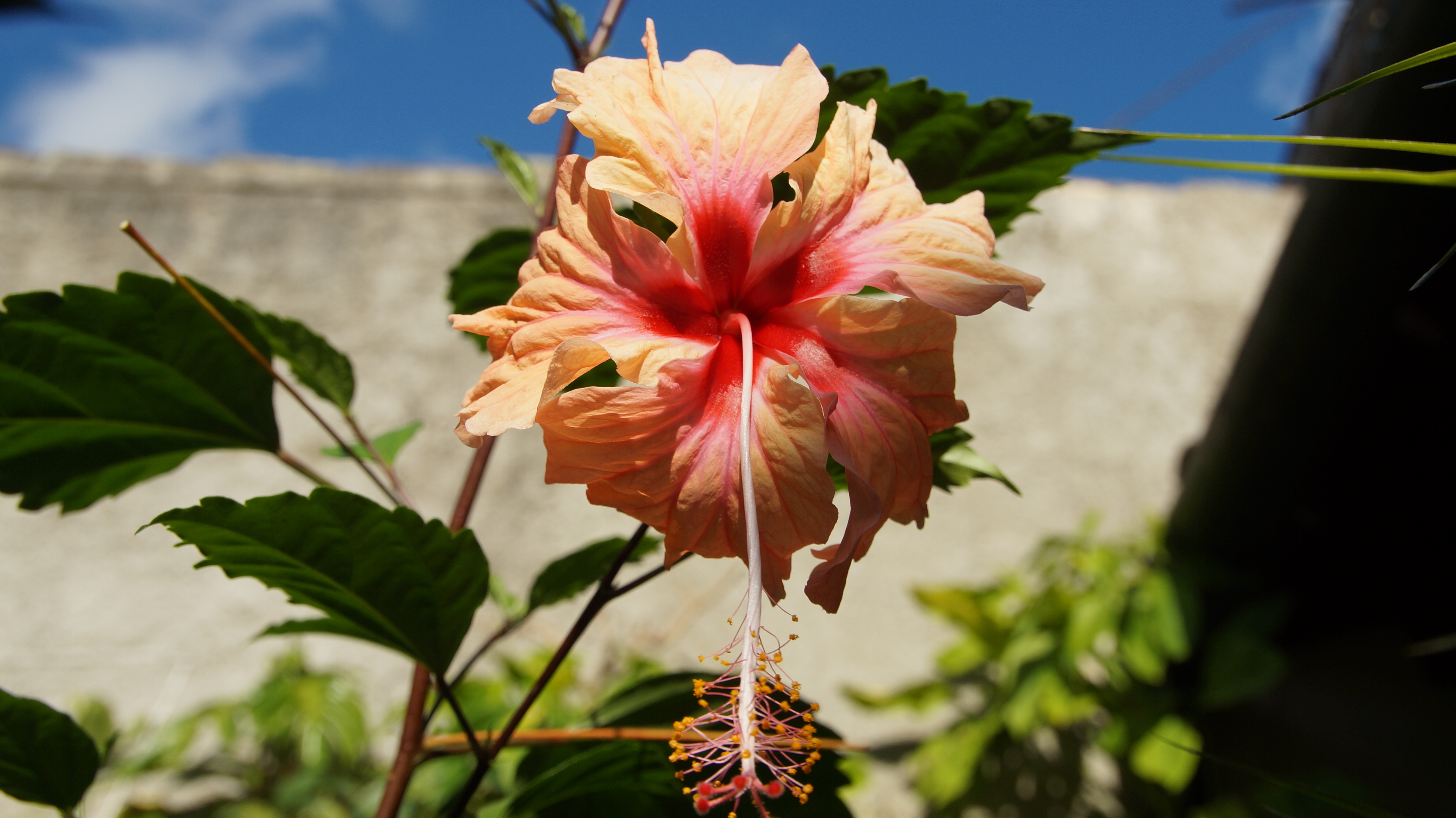 Hibiscus Blossom Bloom free image download