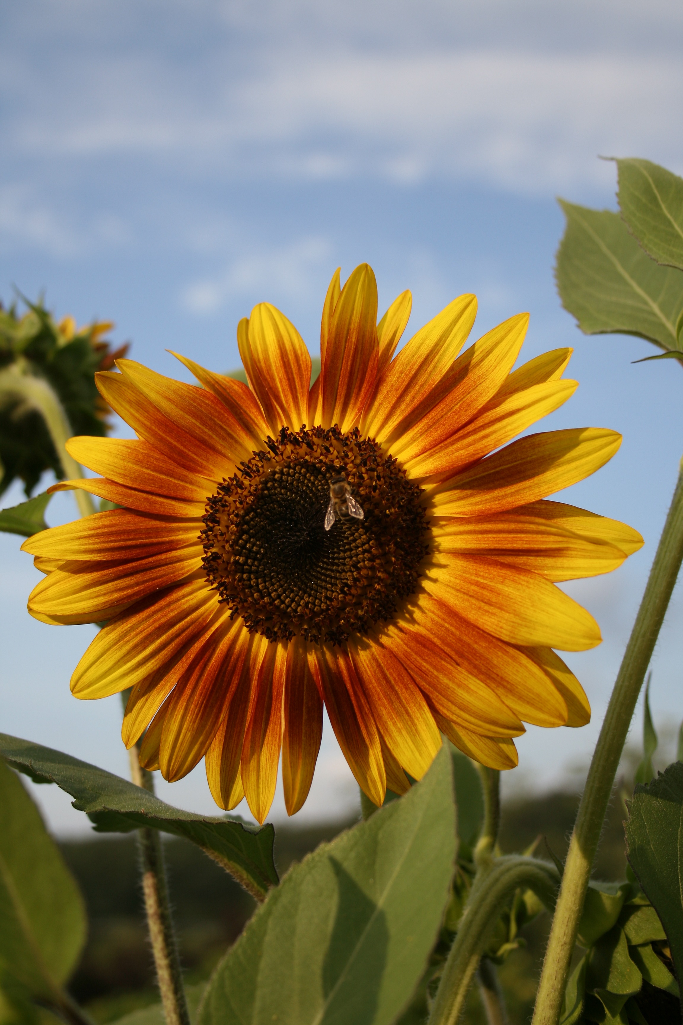 Sunflower Bee Flower free image download