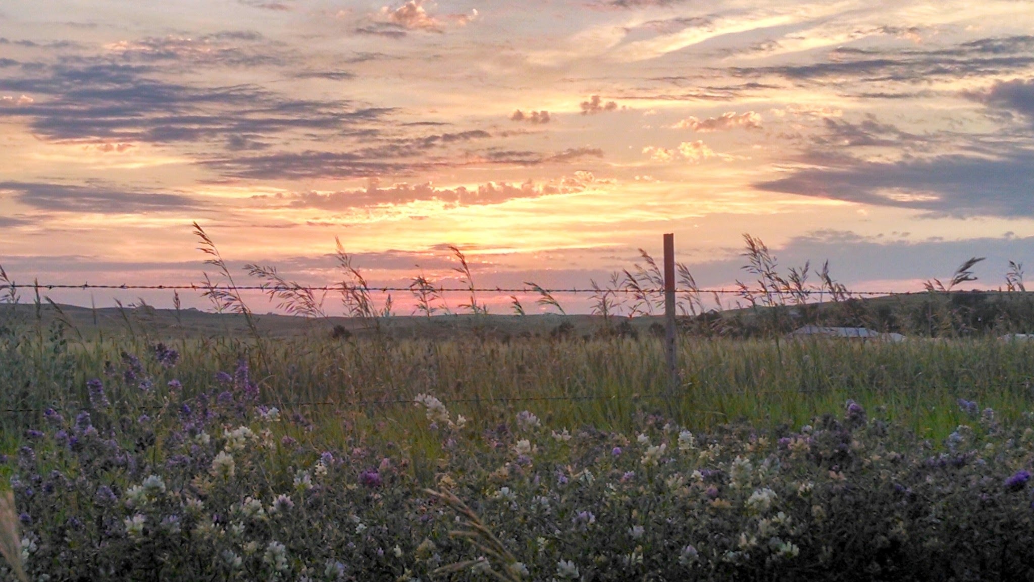 Wildflowers Prairie free image download