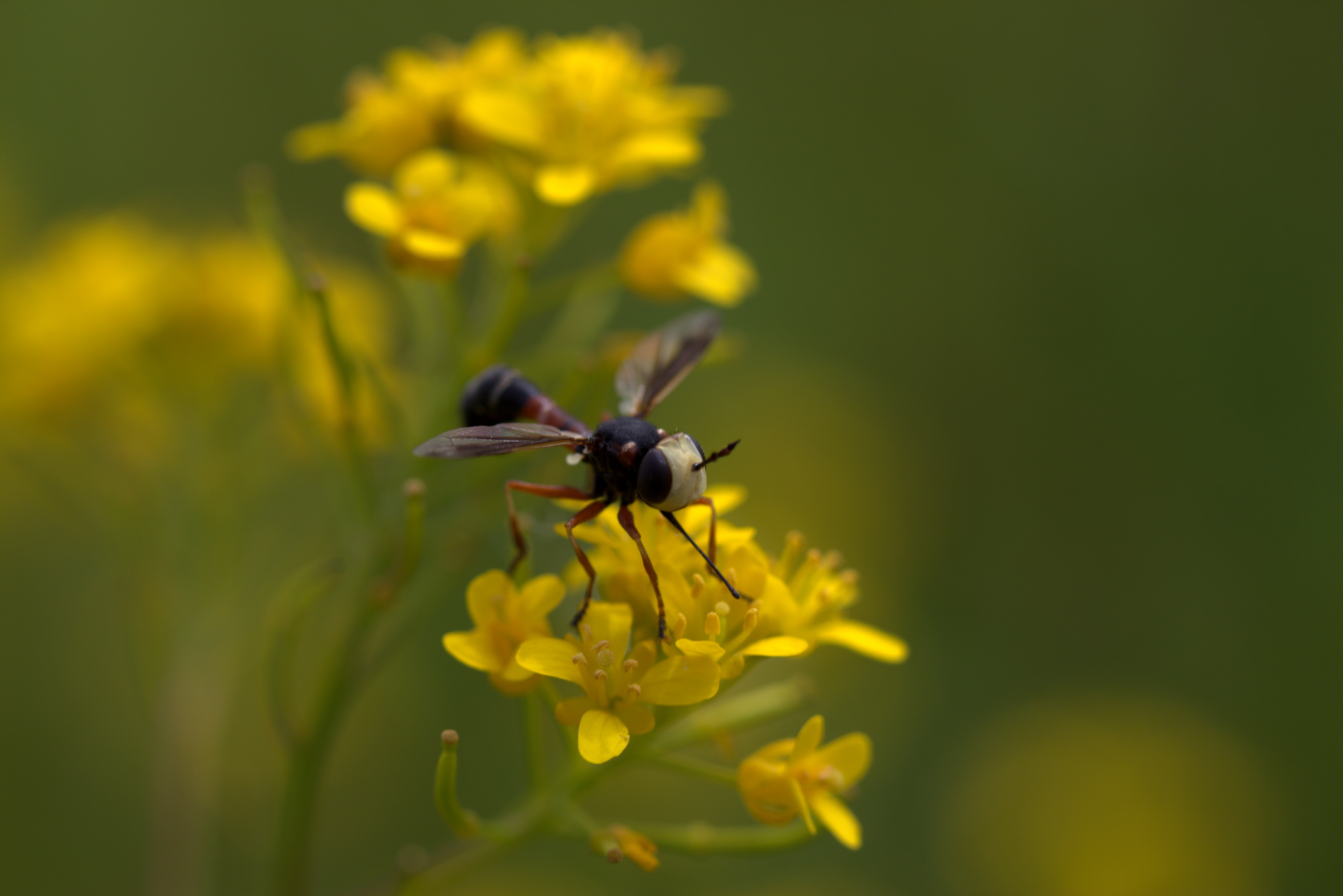 Желтые ос. Желтая Оса. Оса на цветке. Желтое насекомое или цветок. Wasp Flower