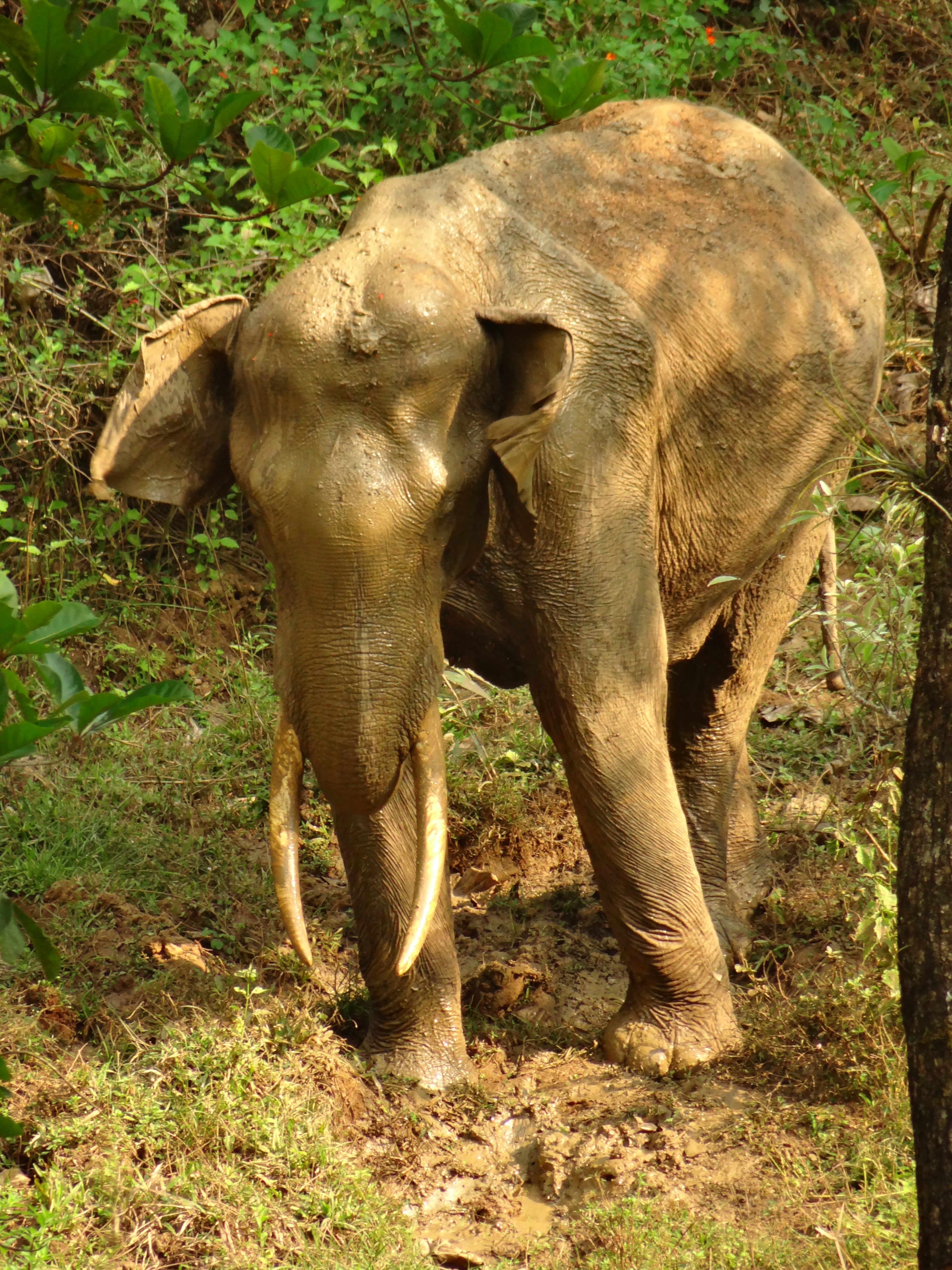 Слоновый зуб. Индийские слоны в природе. Слоны с клыками.