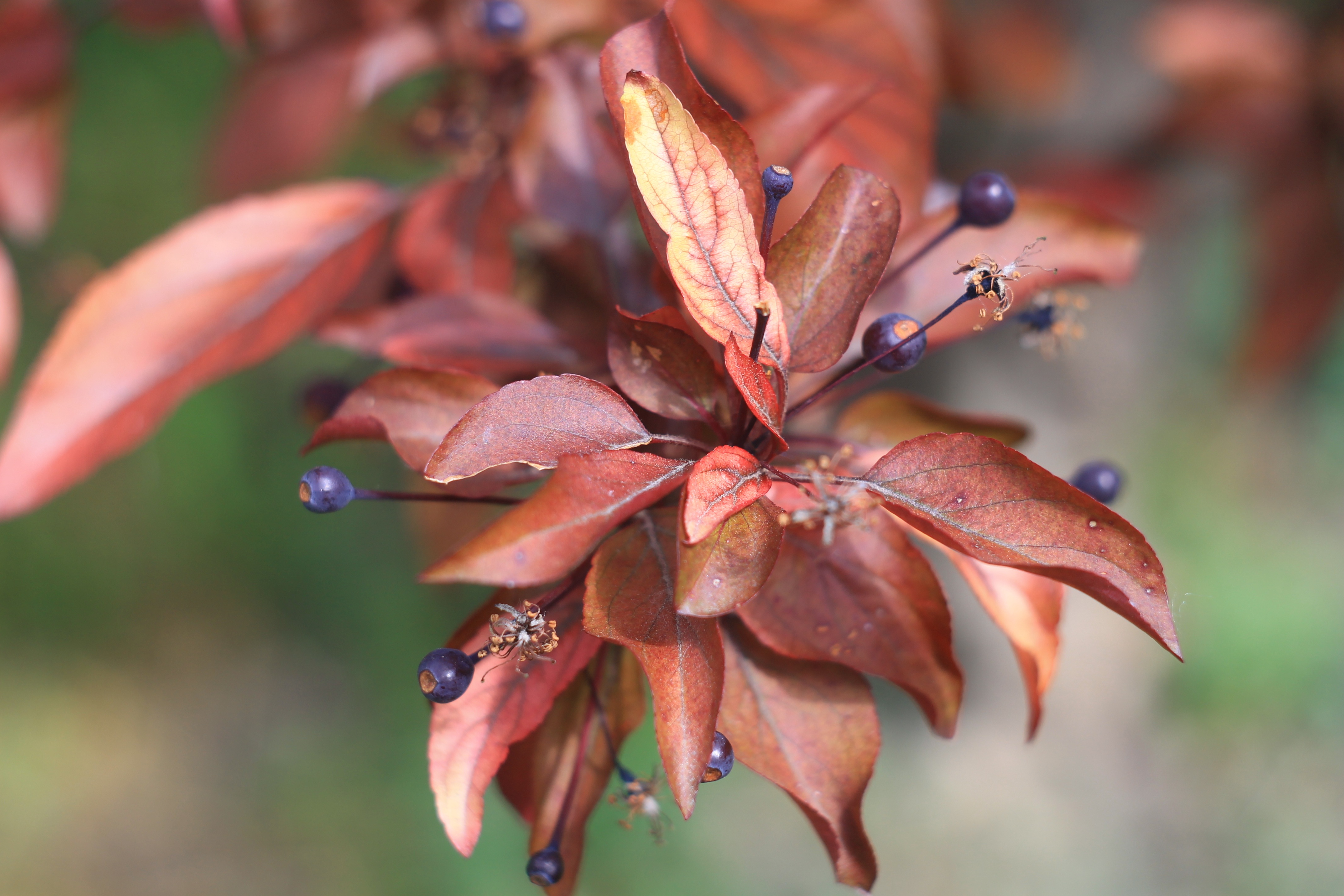 Tree Color Nature free image download