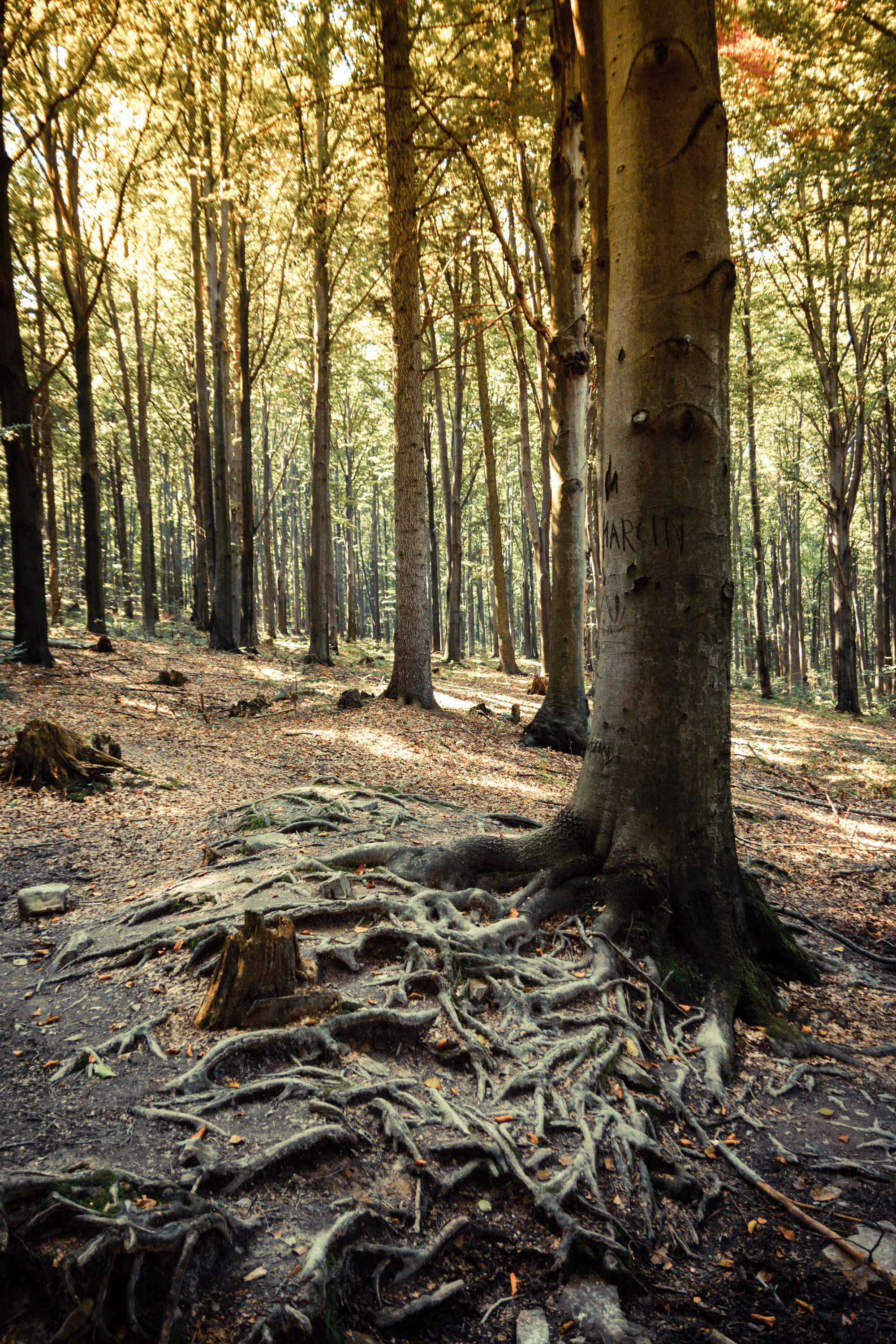 Tree Forest Root The Roots Of free image download
