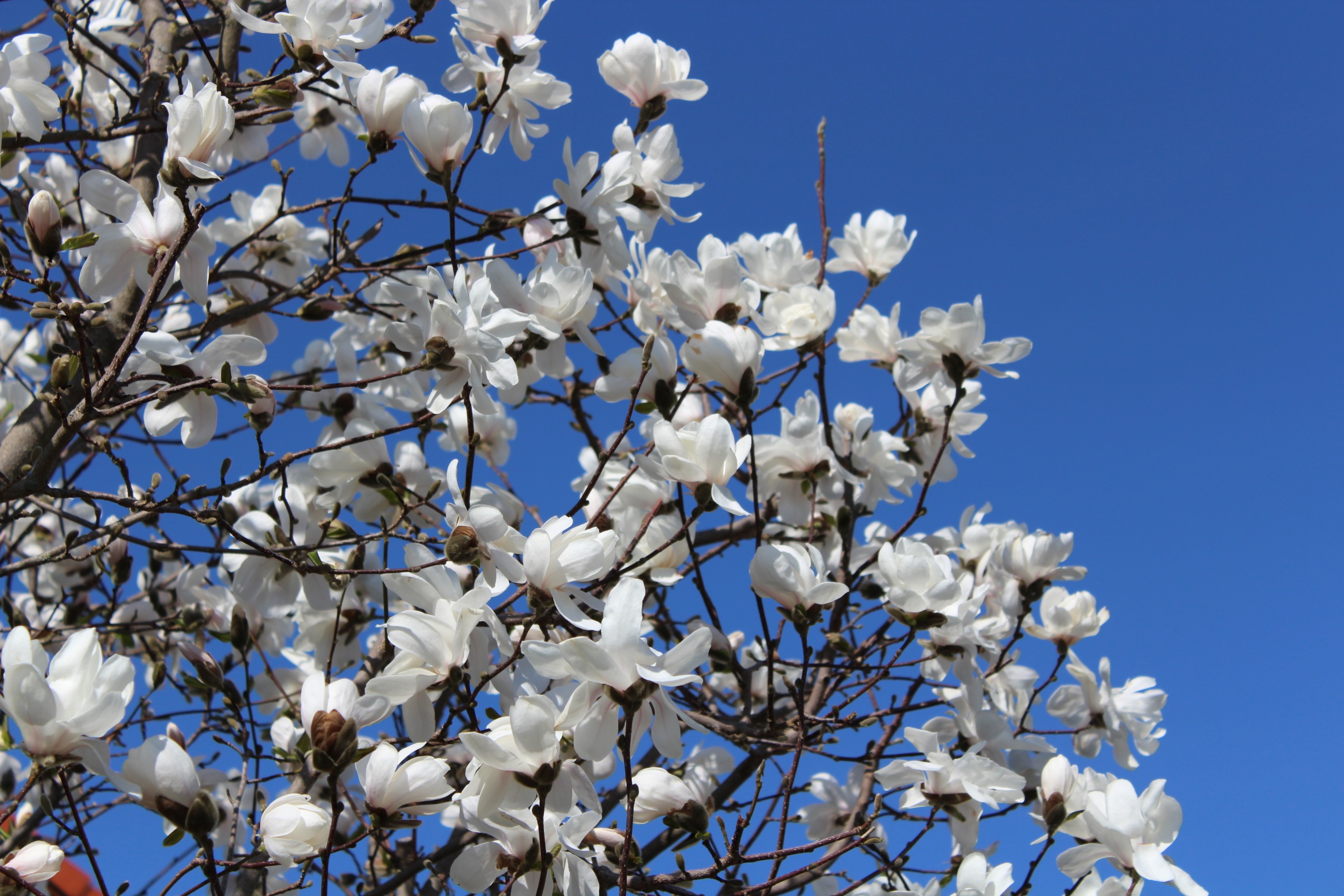 Белые цветы дерево небо