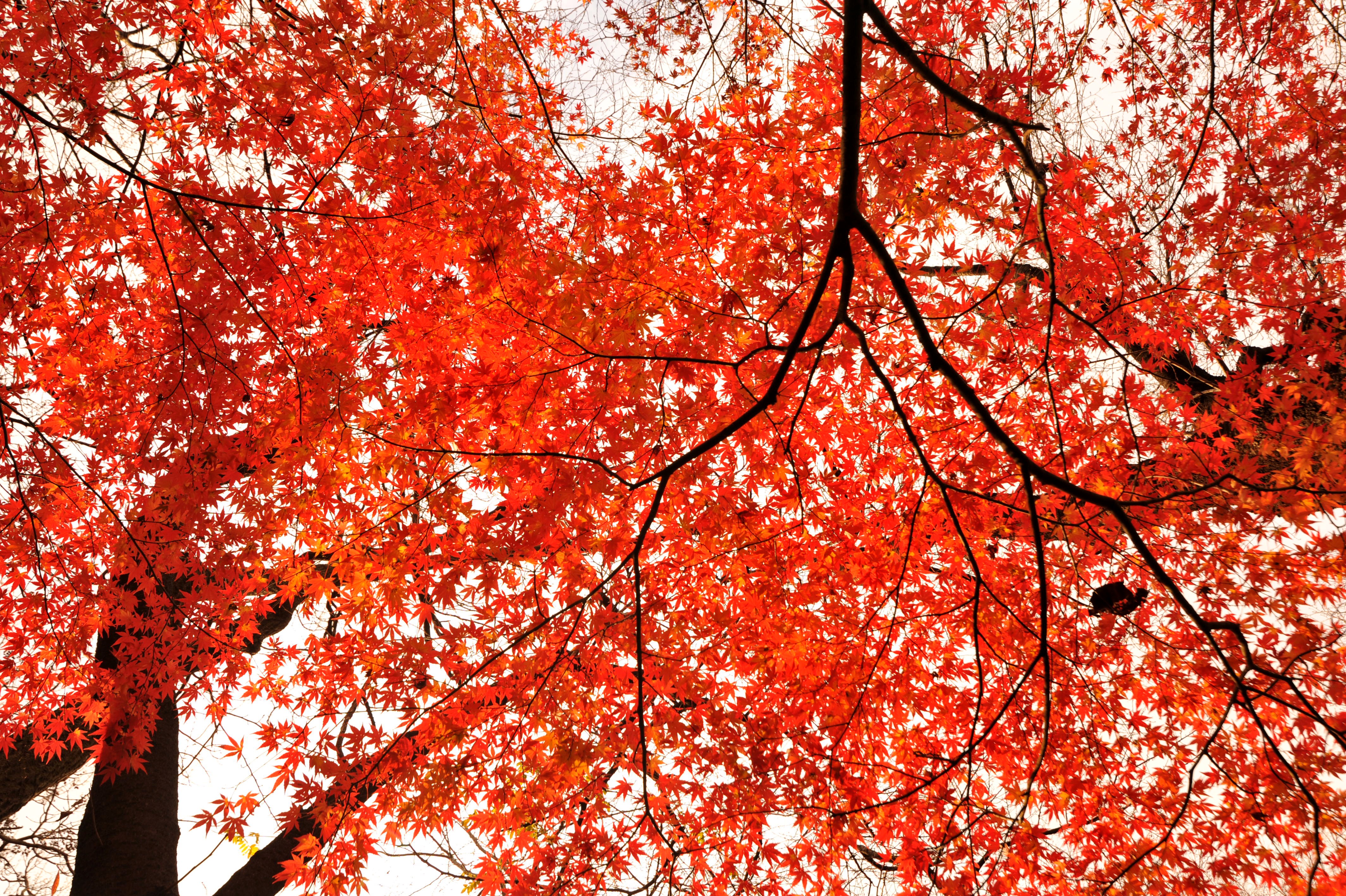 red maple leaves on the tree in autumn park picture with tags: autumnal lea...