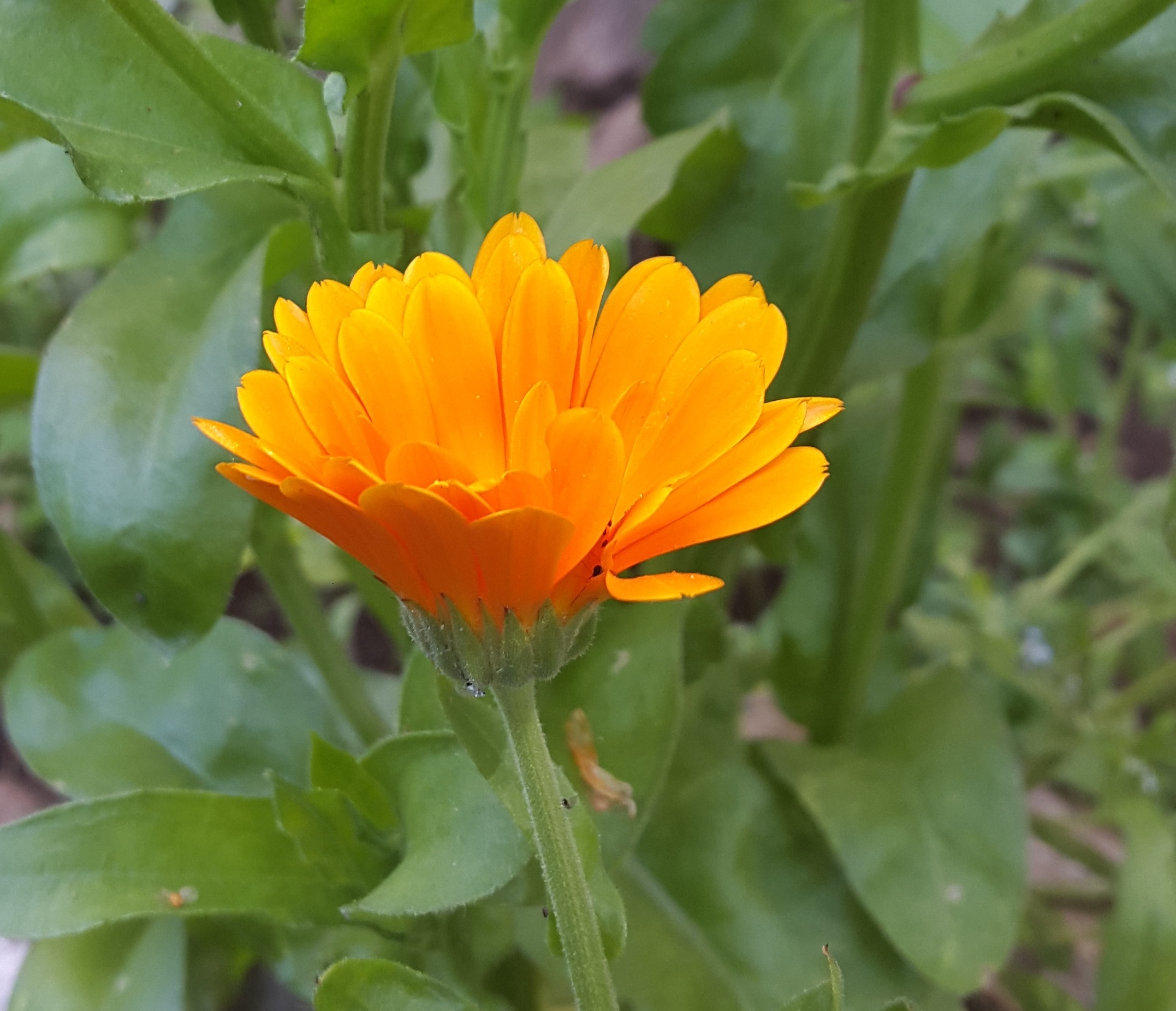 Flower Garden Orange free image download