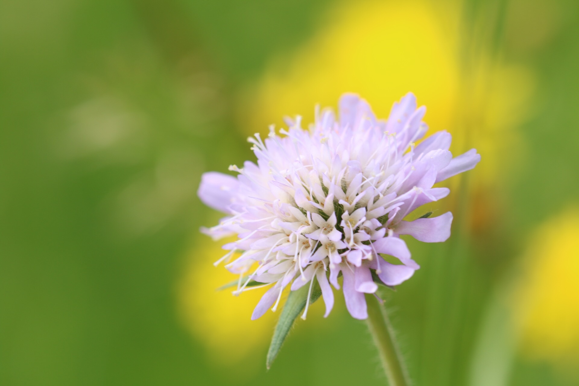 Bud Of Pretty Flower Free Image Download