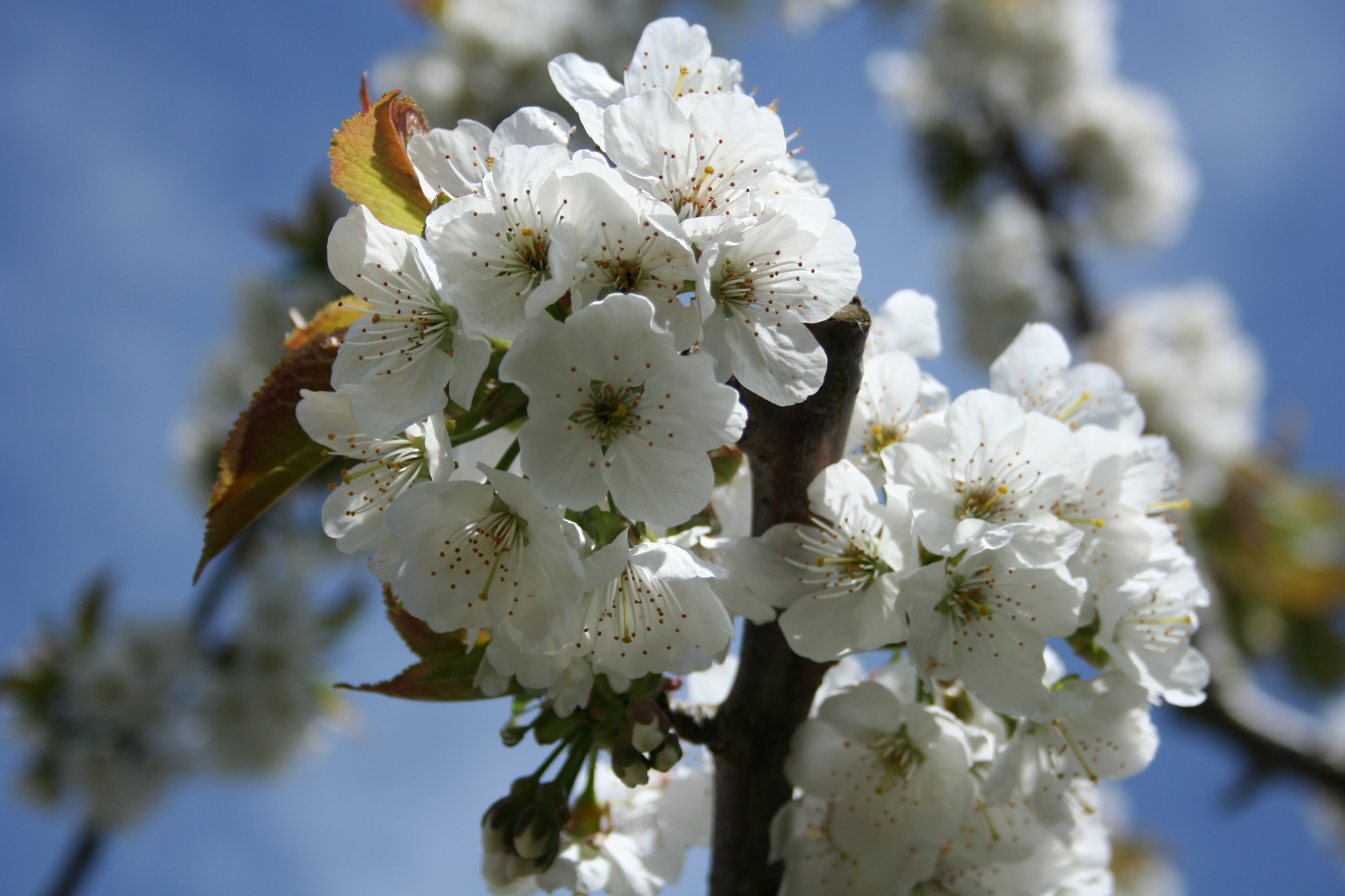 Nature Blossom Bloom free image download