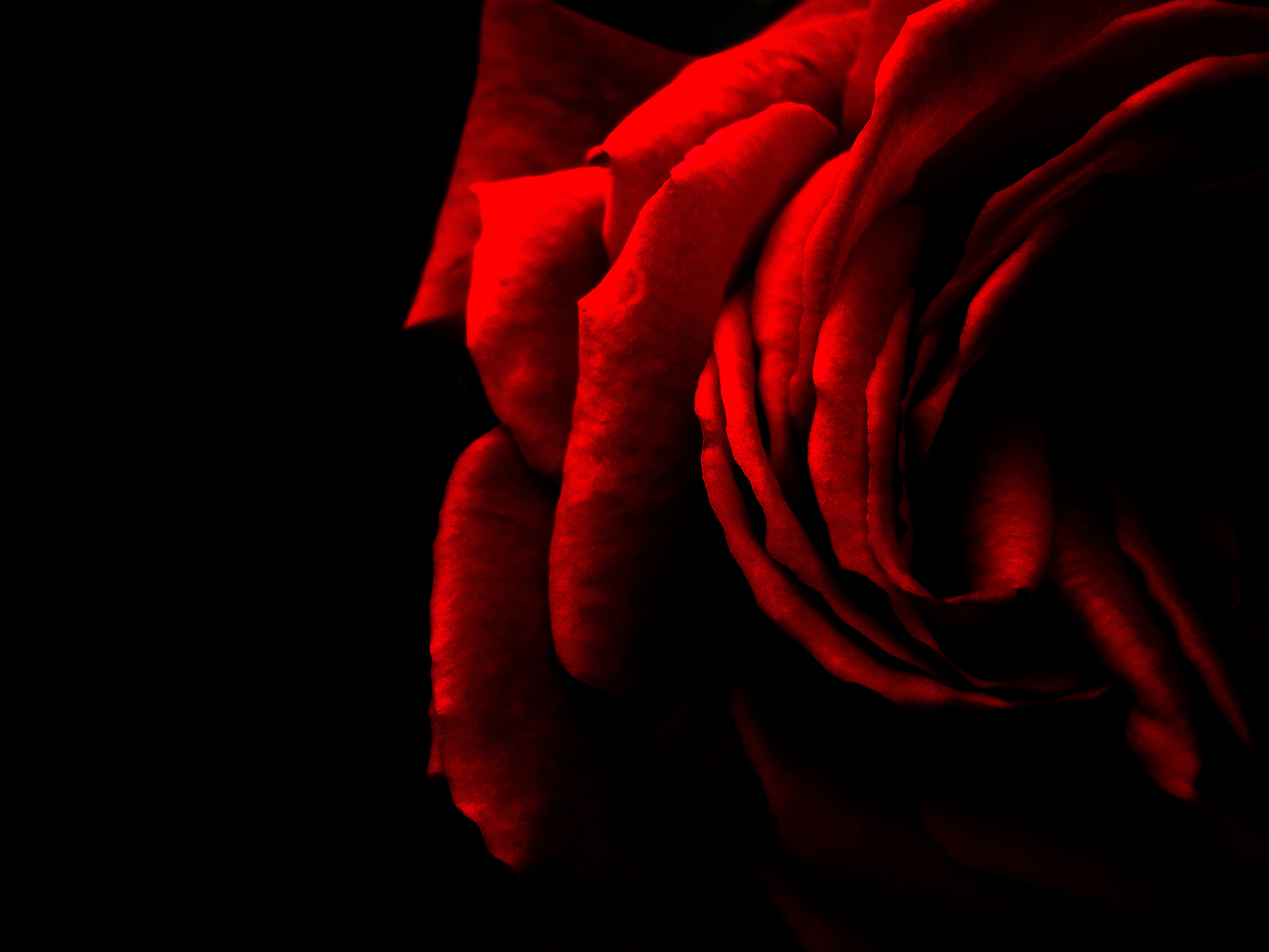 Rose Red free image download - Where Can I Watch Rose Red For Free