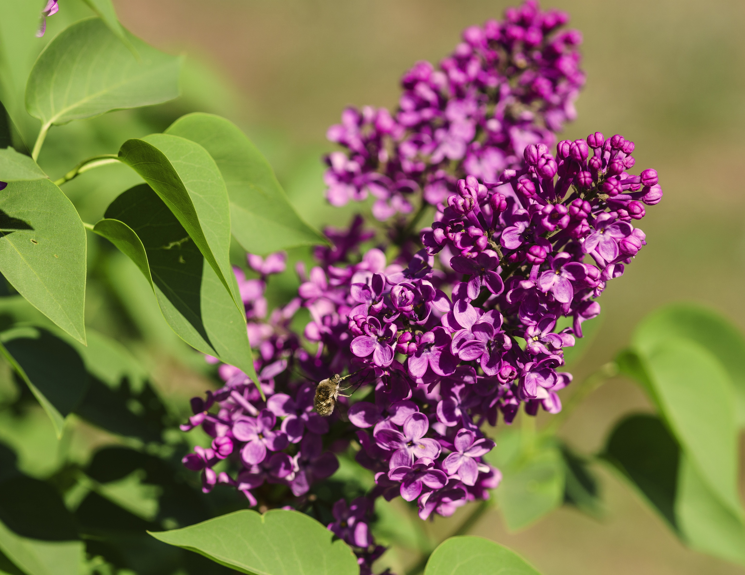 Flowers Lilac Purple free image download