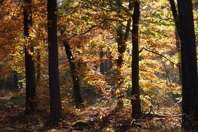 Autumn Forest Trees