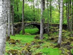 Landscapes Greenery Stone Bridge