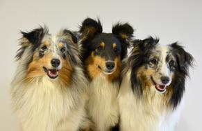 Fluffy pet dogs