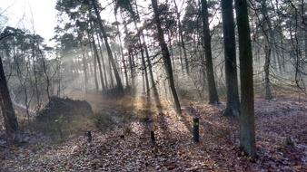 Winter Sunlight