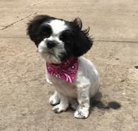 Shih Szu Puppy