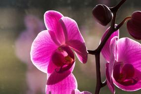 house orchid in the window