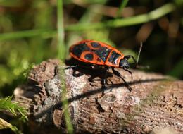 Gendarme Insect Red