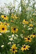 Cone Flowers Yellow Wild