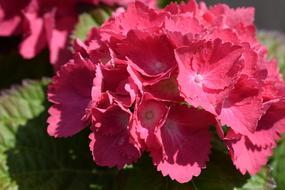 Hydrangeas Flowers Spring