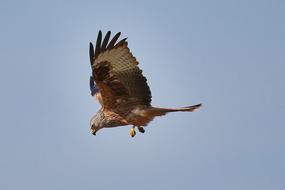 Milan Raptor sky