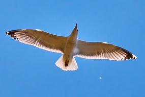 Seagull blue Sky Flying