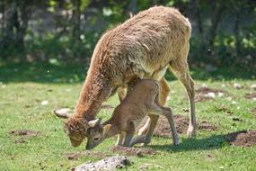 Mountain Mammals green grass