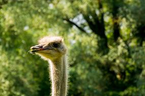 ostrich head close up on blurred background