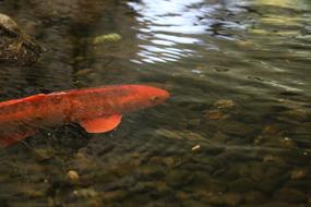 Goldfish Fish Freshwater