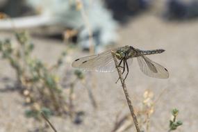 dragonfly on a plant in nature on a blurred background
