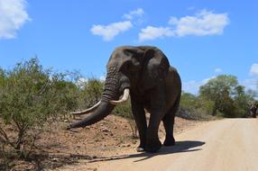 South Africa Kruger Park