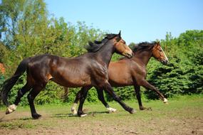 Horse Pony Gallop