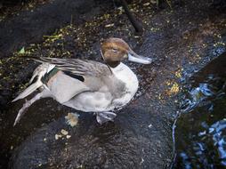 Colorful Duck in Pond