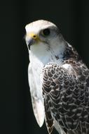 charming Bird Prey Beak